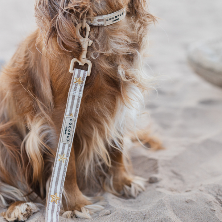 Sandy Starpaws Lead