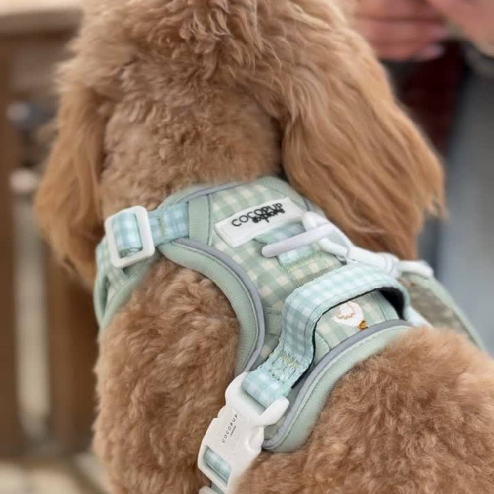 Fluffy dog wearing a light green plaid Cocopup London Explore Harness, facing away with a hand visible behind.