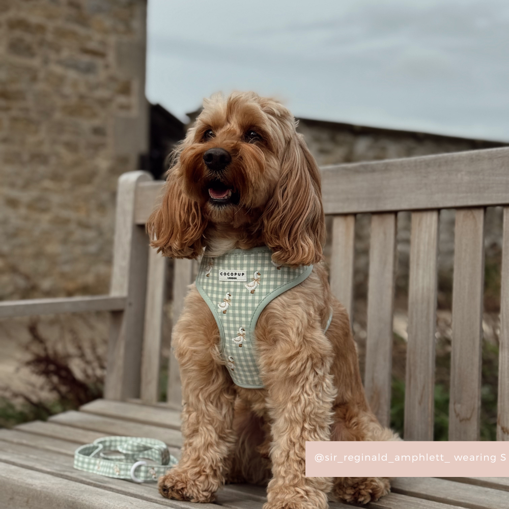 Brown dog wearing Cocopup London Silly Goose harness sits on a bench beside a matching patterned leash.