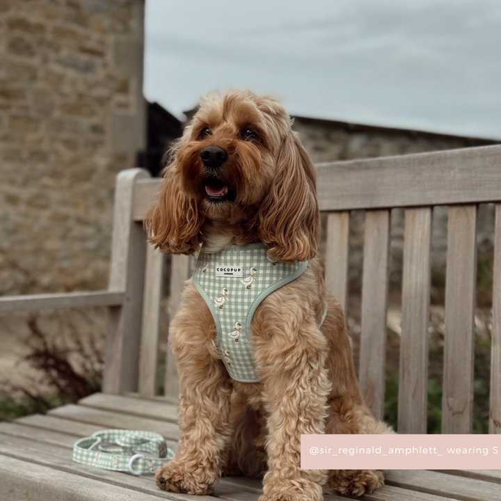 Brown dog wearing Cocopup London Silly Goose harness sits on a bench beside a matching patterned leash.