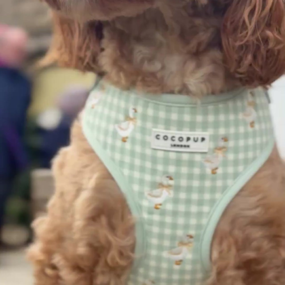Brown cockapoo in a Cocopup London neck harness featuring duck illustrations and gingham pattern.
