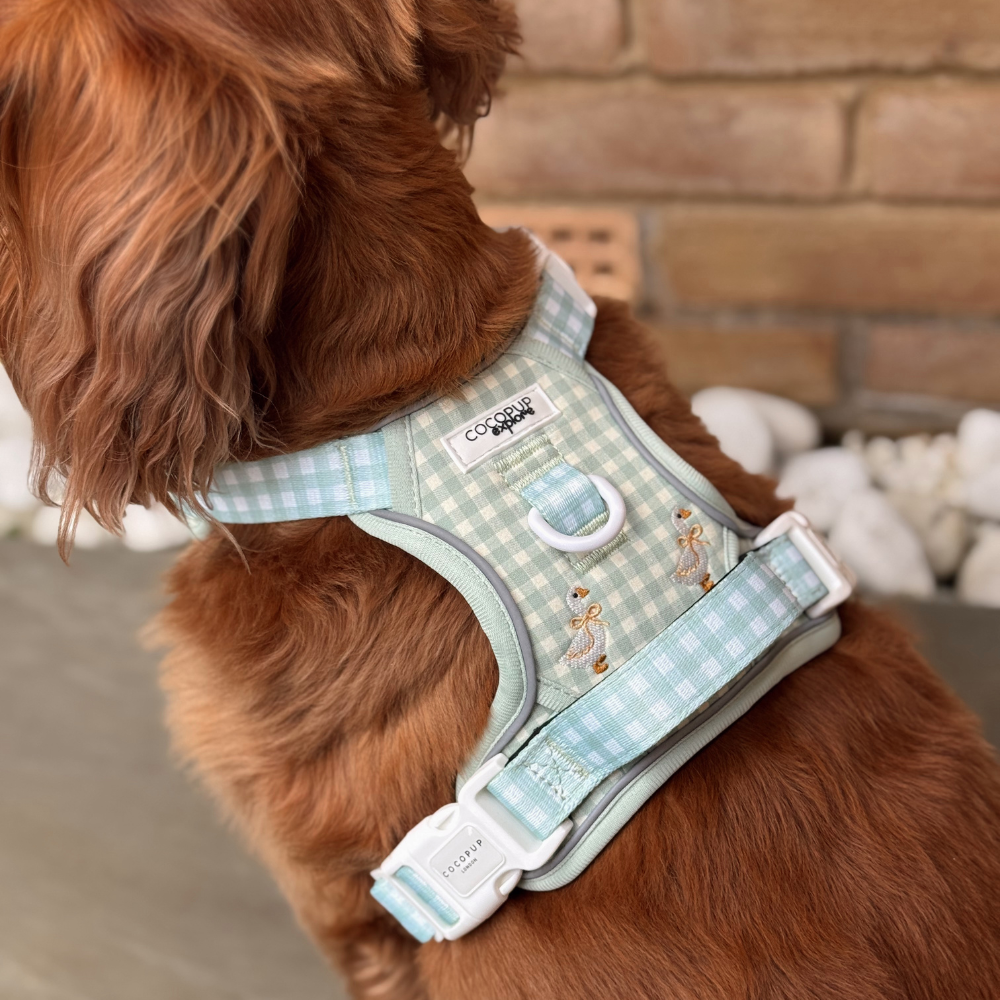Brown dog wearing a light blue Cocopup London harness with embroidered ducks, near white stones and a brick wall.
