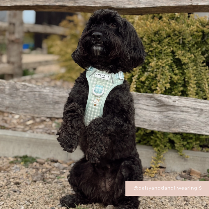 Black dog sitting, wearing a green Cocopup London Explore Harness with Silly Goose design, by a wooden fence.