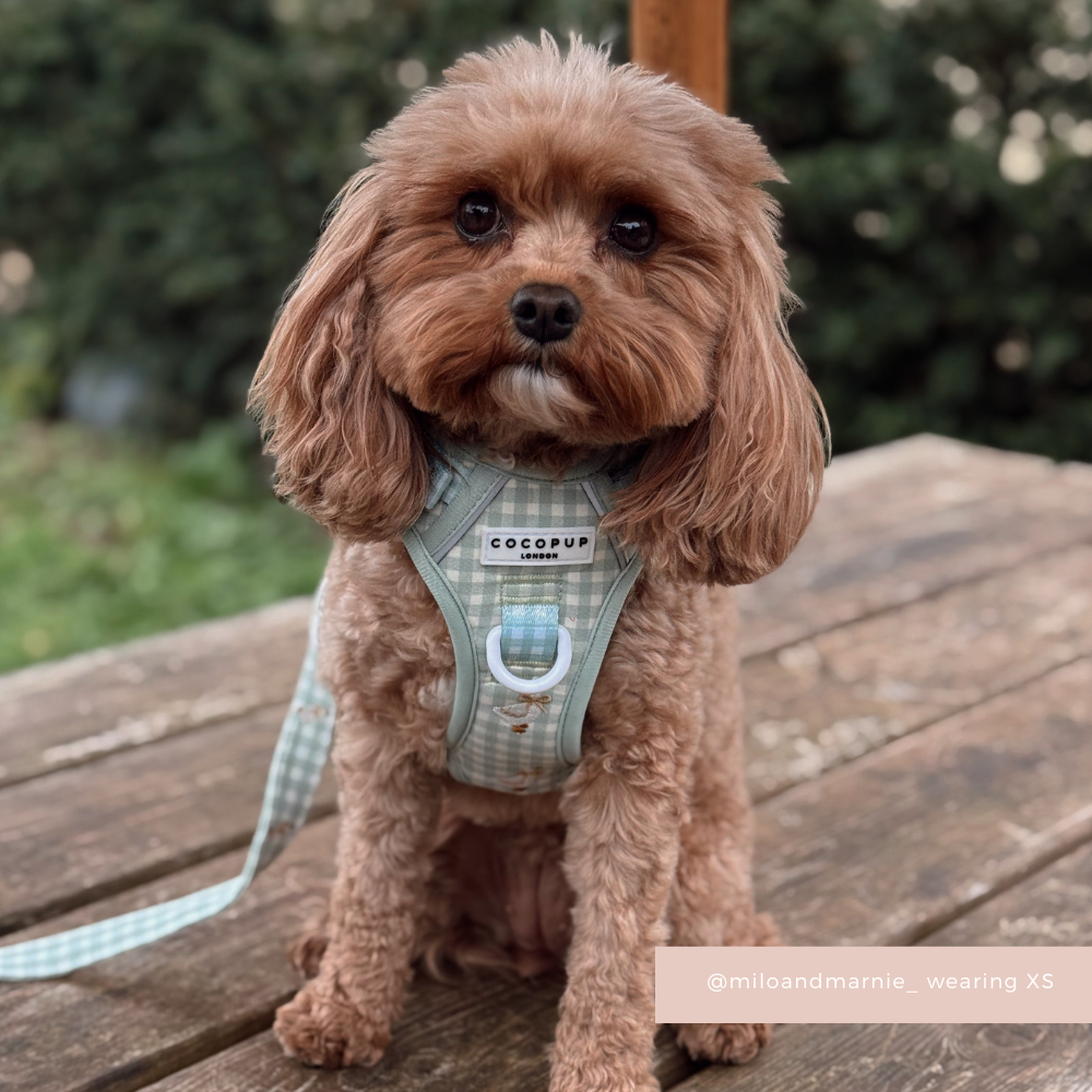 Small brown dog on a deck in a light blue Cocopup London Explore Harness with matching leash.