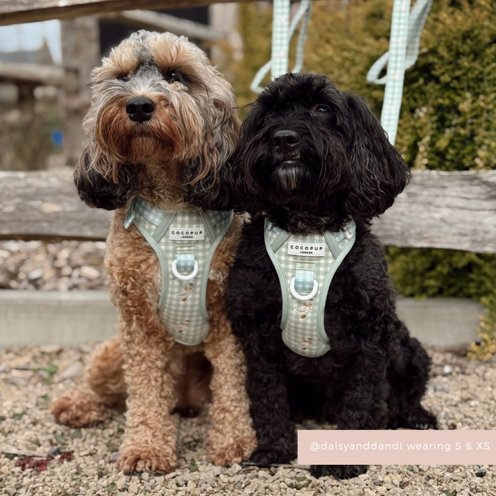Two curly-haired dogs wear Cocopup London Explore Harnesses in Silly Goose print, sitting side by side by a wooden fence outdoors.