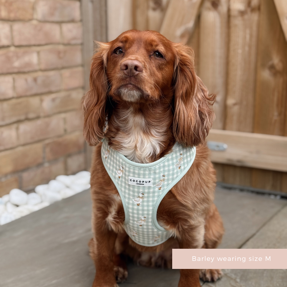 Brown dog wearing a green gingham Cocopup London adjustable harness sits by a gate.
