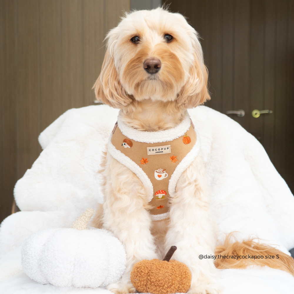 A small fluffy cream-colored dog sitting on a white blanket, wearing a tan harness with white sherpa trim and cute pumpkin and mushroom illustrations. The brand tag on the harness reads 'cocopup london'.
