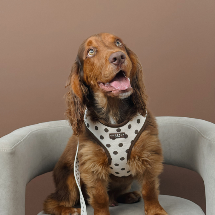 Tiramisu Polka Dot Adjustable Neck Harness, Lead & Collar Bundle