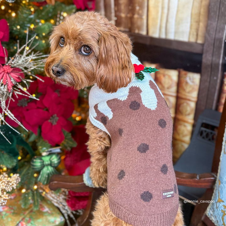 A small brown dog wearing a knitted Christmas pudding sweater, posed in front of a decorated Christmas tree and fireplace.