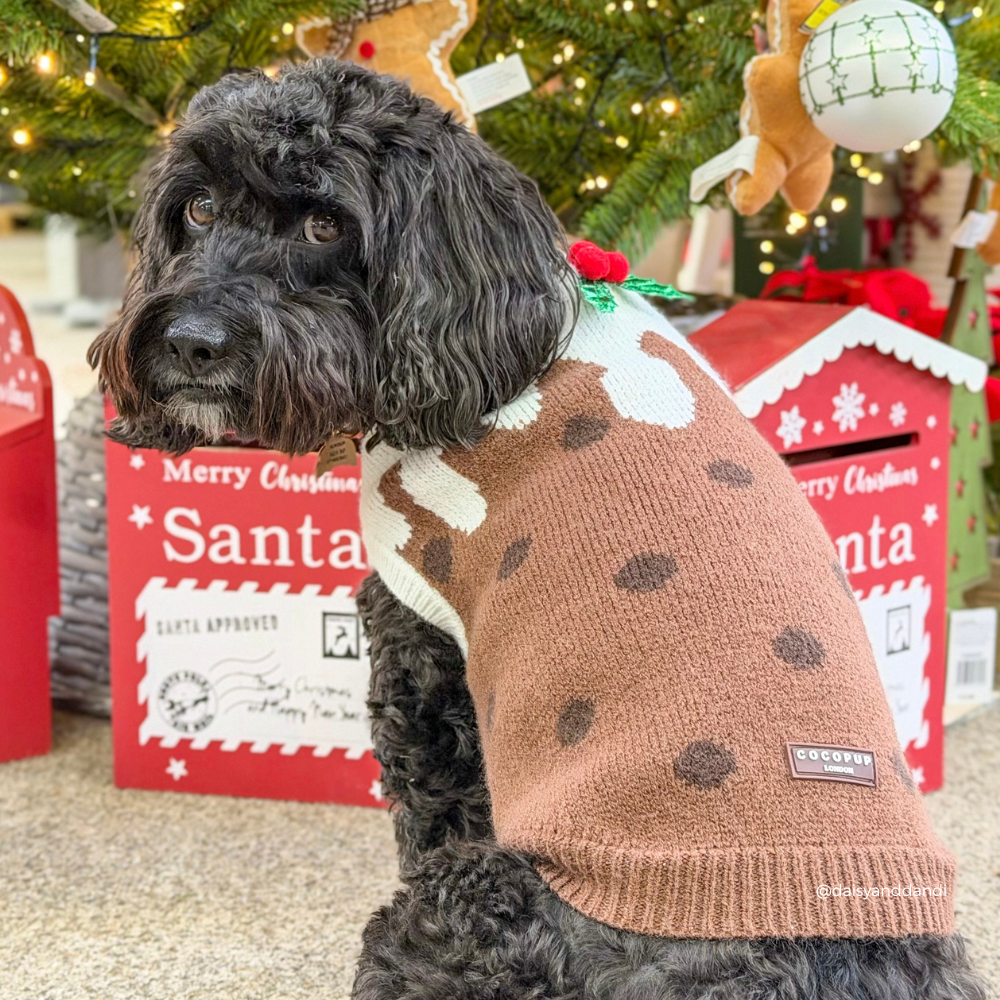 A black curly-haired dog wearing a brown knit Christmas sweater with white and dark brown polka dots, sitting in front of red Santa mailboxes and a decorated Christmas tree.