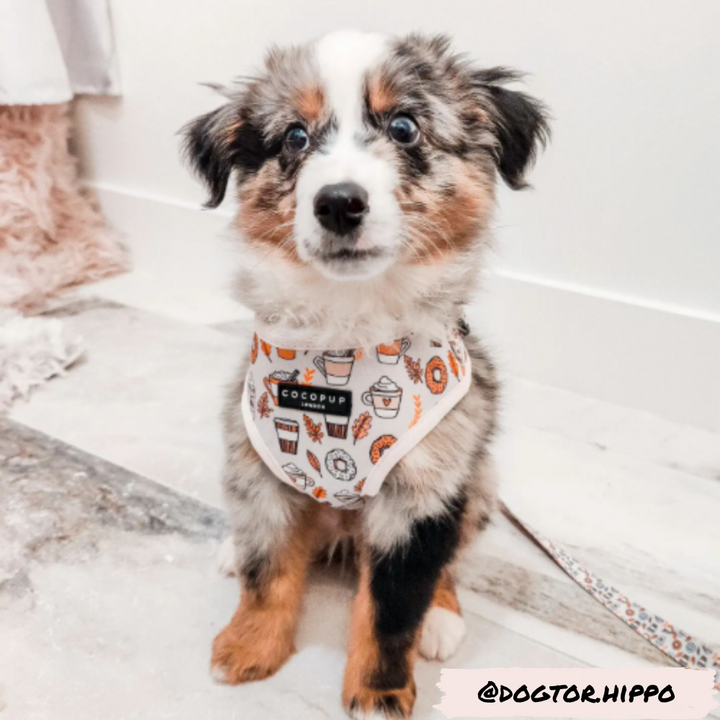 Autumn Puppuccino Adjustable Neck Harness