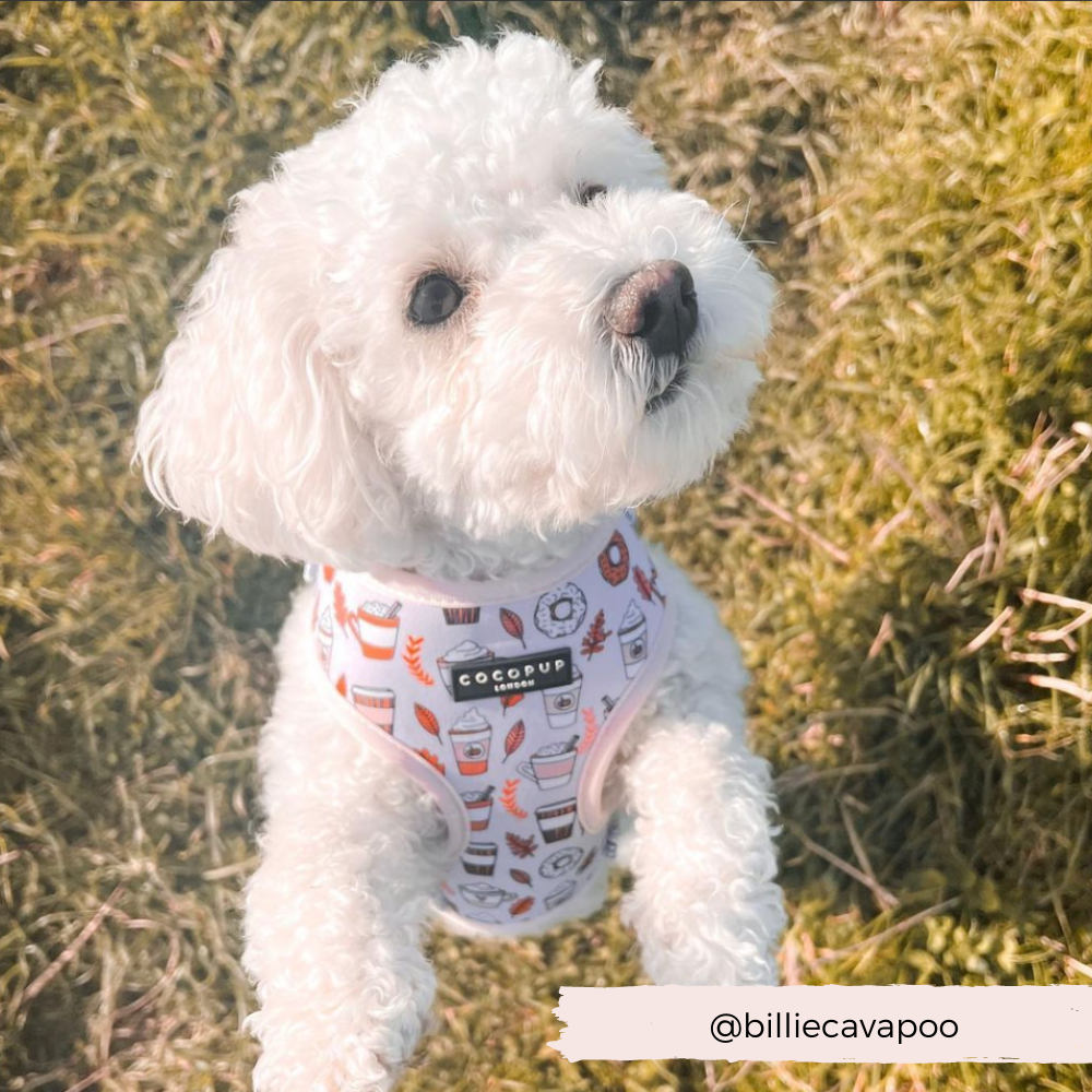 Autumn Puppuccino Adjustable Neck Harness